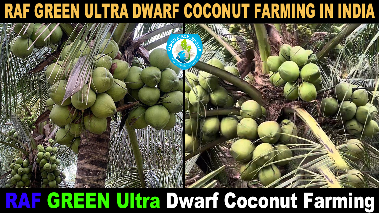 Vietnam (SiAM Green) DWARF Coconut Plants